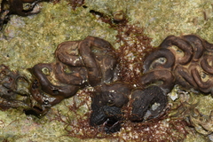 Vermetoidea