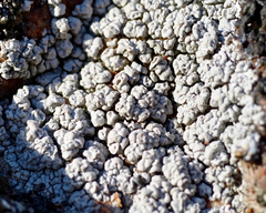 Lecanora rupicola