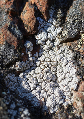 Lecanora rupicola