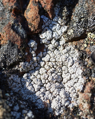 Lecanora rupicola