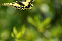 Papilio