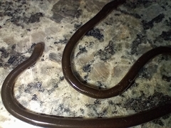 Liotyphlops ternetzii