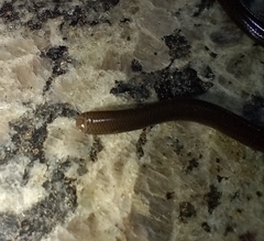 Liotyphlops ternetzii