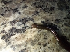 Liotyphlops ternetzii