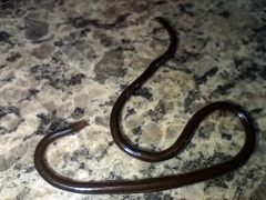 Liotyphlops ternetzii