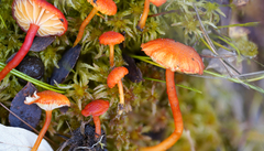 Hygrocybe substrangulata