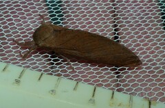 Elhamma australasiae