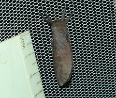 Elhamma australasiae