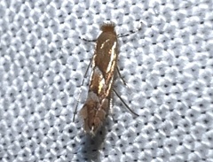 Phyllonorycter aeriferella