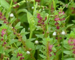 Rotala