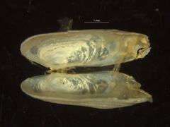 Hiatella arctica