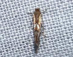 Phyllonorycter aeriferella