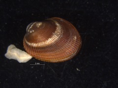 Arvella faba