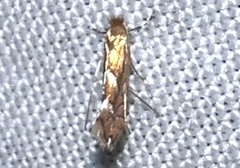 Phyllonorycter aeriferella