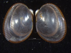Arvella faba
