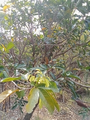 Lepisanthes tetraphylla