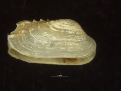 Hiatella arctica