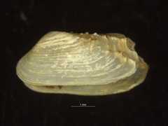 Hiatella arctica