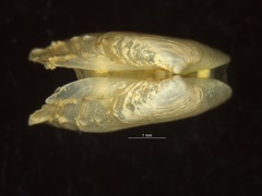 Hiatella arctica
