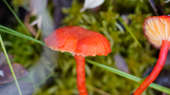 Hygrocybe substrangulata
