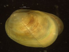 Musculus discors