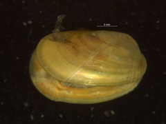 Musculus discors