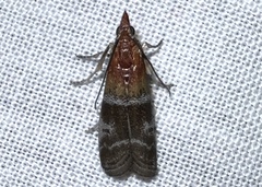Moodna pallidostrinella