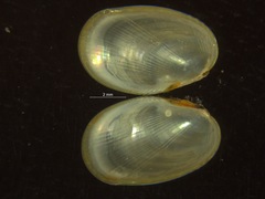 Musculus discors