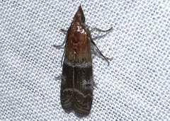 Moodna pallidostrinella