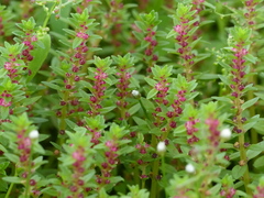 Rotala