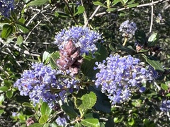 Ceanothus tomentosus