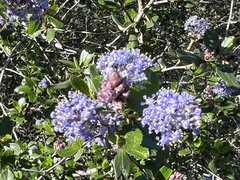 Ceanothus tomentosus