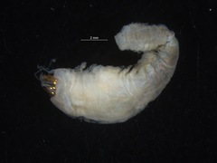Pectinariidae