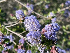 Ceanothus tomentosus