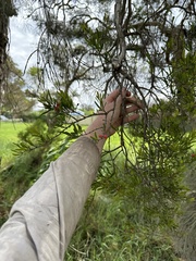 Amyema gaudichaudii