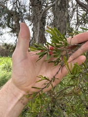 Amyema gaudichaudii