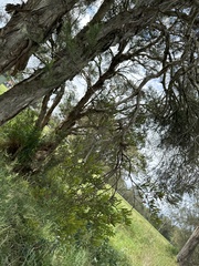 Amyema gaudichaudii