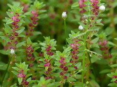 Rotala