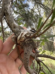 Amyema gaudichaudii