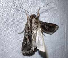 Spodoptera dolichos