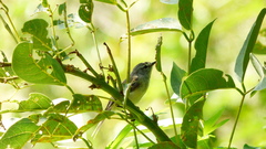 Serpophaga subcristata