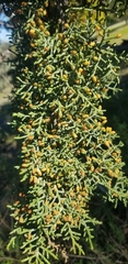 Cupressus