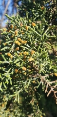Cupressus