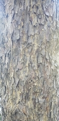 Cupressus