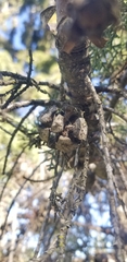 Cupressus