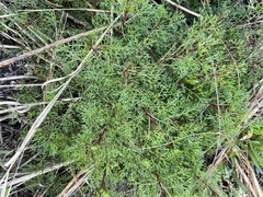 Eupatorium compositifolium