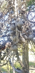 Cupressus