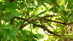 Serpophaga griseicapilla
