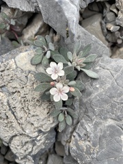 Collomia debilis