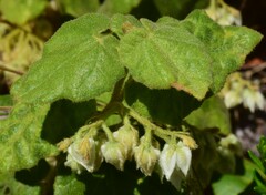 Lasiopetalum schulzenii